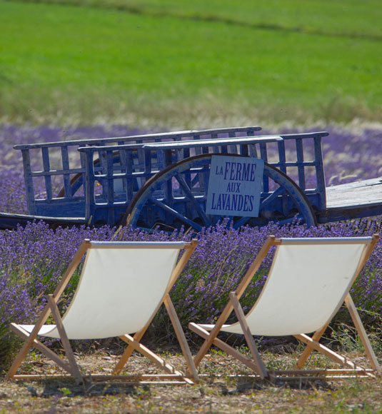 Lavender Farm