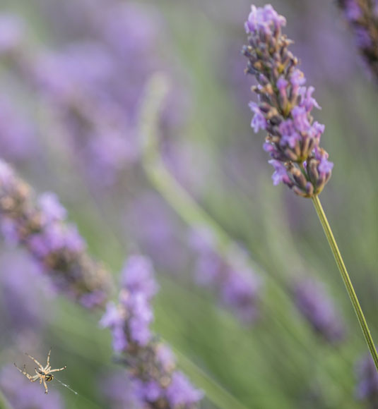 A sprig of Vaucluse lavender