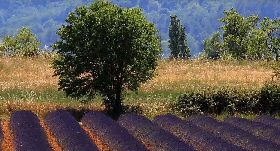 Lavender fields in Vaucluse