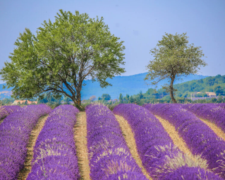 luberon france travel guide