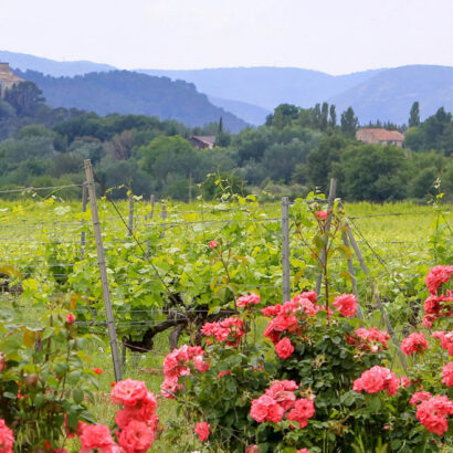 Vineyards of the Luberon