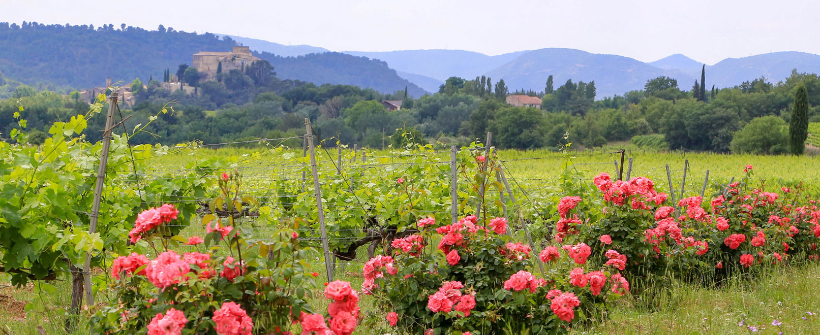 Ansouis vineyards © Hocquel
