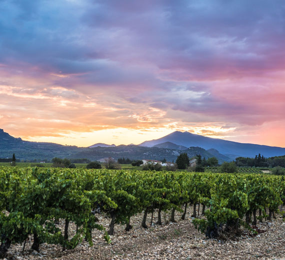 Ventoux vineyards @ Kessler