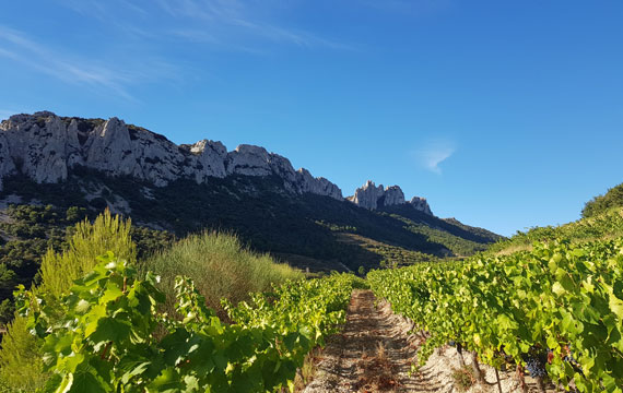 Dentelles de Montmirail vineyards @ Maisonnave