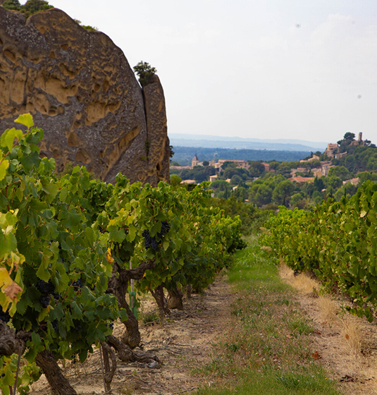 Beaumes du Venise vineyards