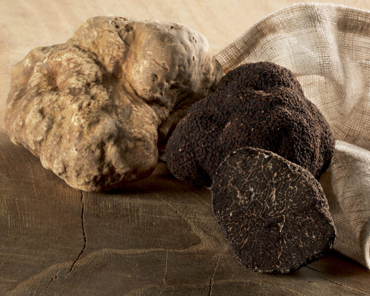Truffles © Plantin