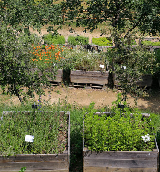 Medicinal plants in the Citadelle’s garden