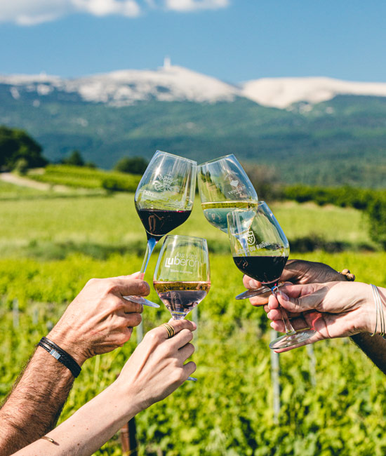 Wine and vineyards