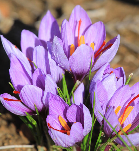 Fleurs de safran en Vaucluse @Hocquel