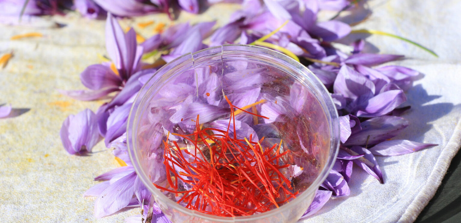 Saffron, a flower full of flavour Provenceguide