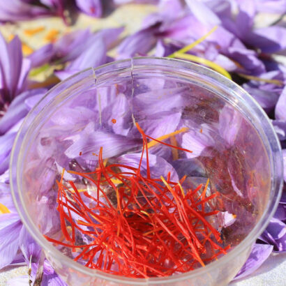 Saffron, a flower full of flavour