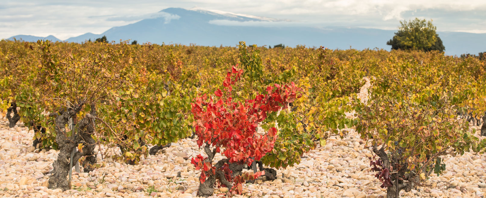 Wines of Vaucluse © Kessler