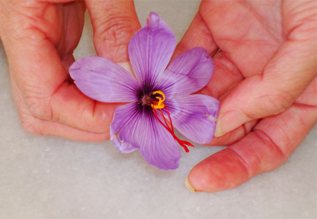 the saffron flower