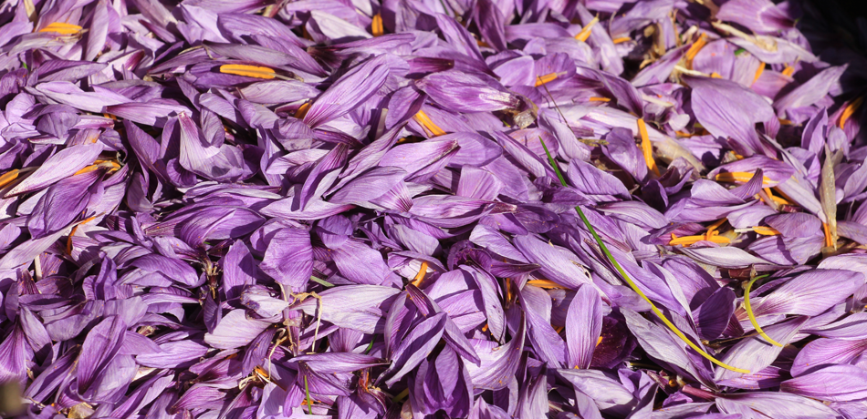 the saffron flower