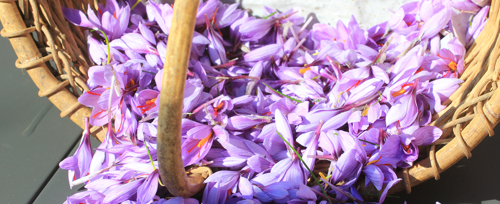 On the Saffron Route in the Vaucluse © Hocquel