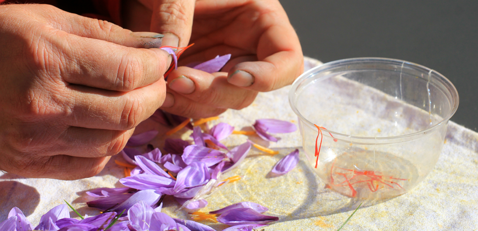 Saffron Grower in Provence