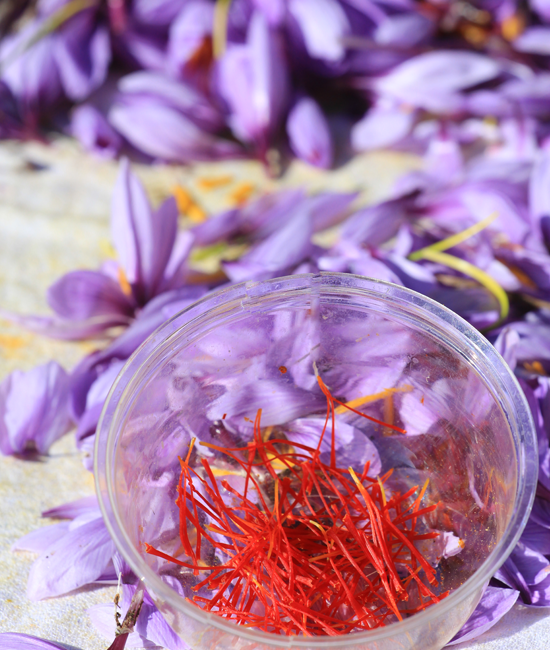 the saffron flower