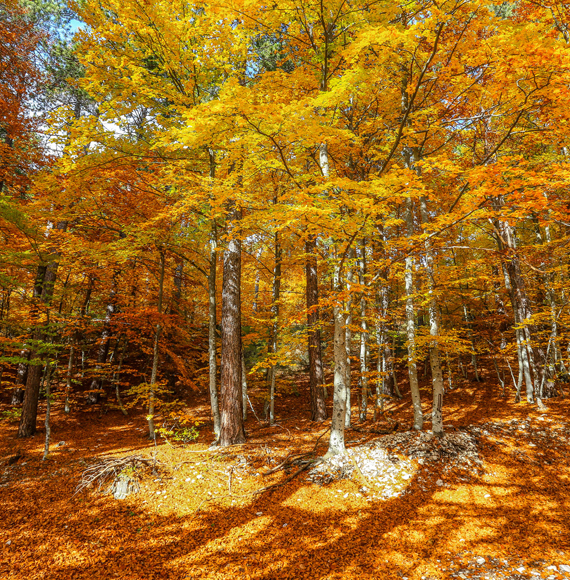Forêt du Luberon en automne