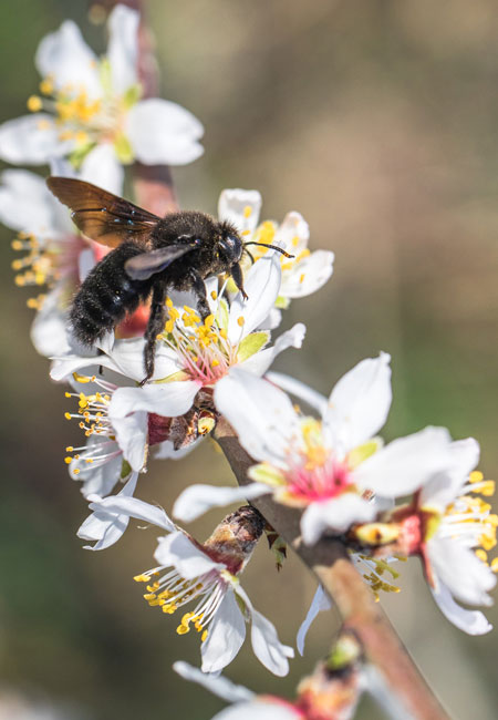 Bee and almond flower