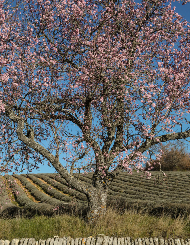 Almond trees in Luberon