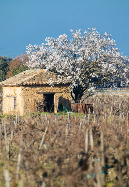 Almond tree in the vineyard