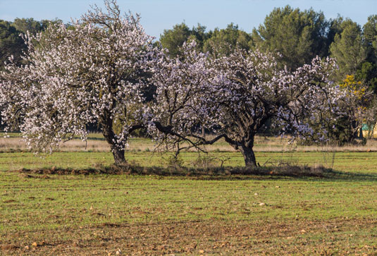 Almond trees in Luberon
