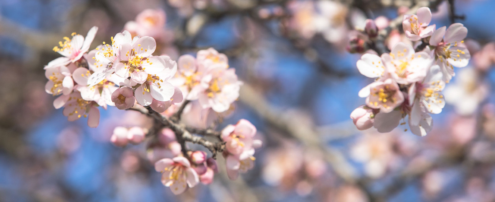 Almond trees-vaucluse-©Kessler