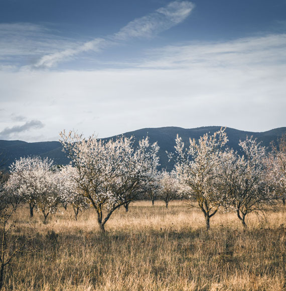 Field of almond trees in Cucuron