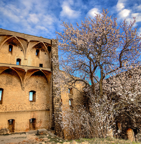 Almond tree at the castle in Châteauneuf-du-Pape