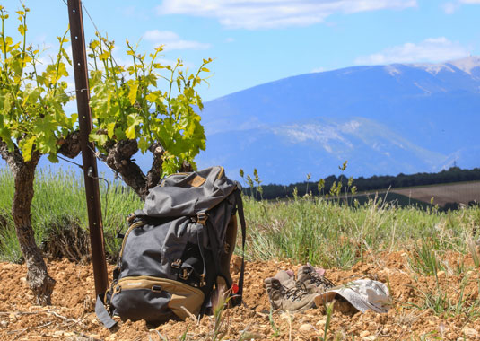 vineyard-hiking