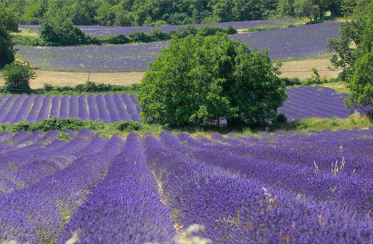 Provence lavender