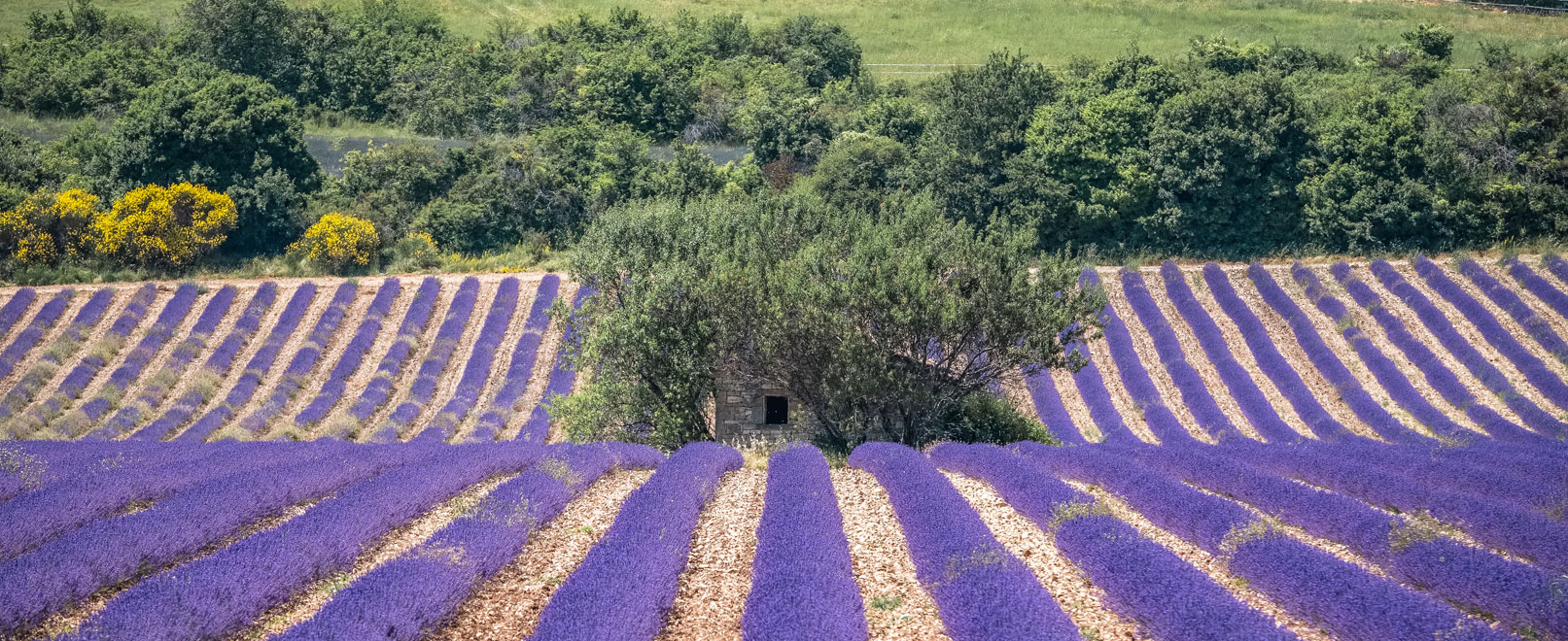 Lavender & lavender fields © Verneuil