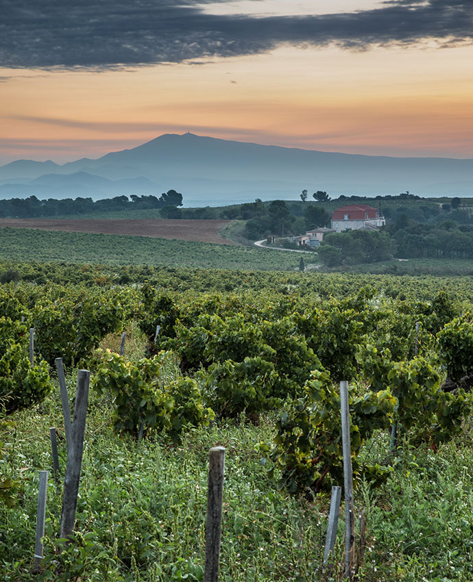 Through the wine-growing region