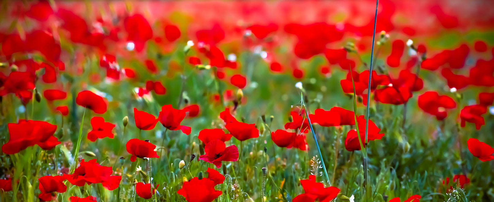 poppy fields in Vaucluse © Hocquel