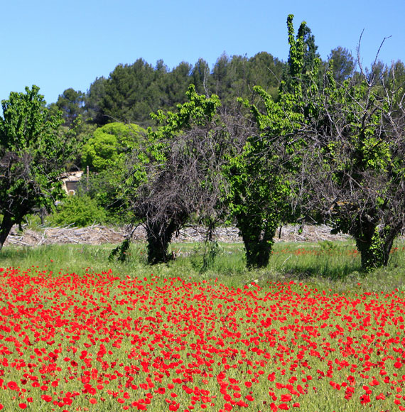 Poppies and trees