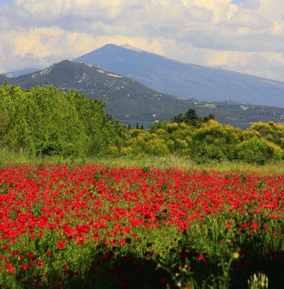 poppy fields in Vaucluse