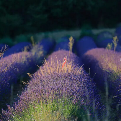 Lavender in the Enclave of the Popes
