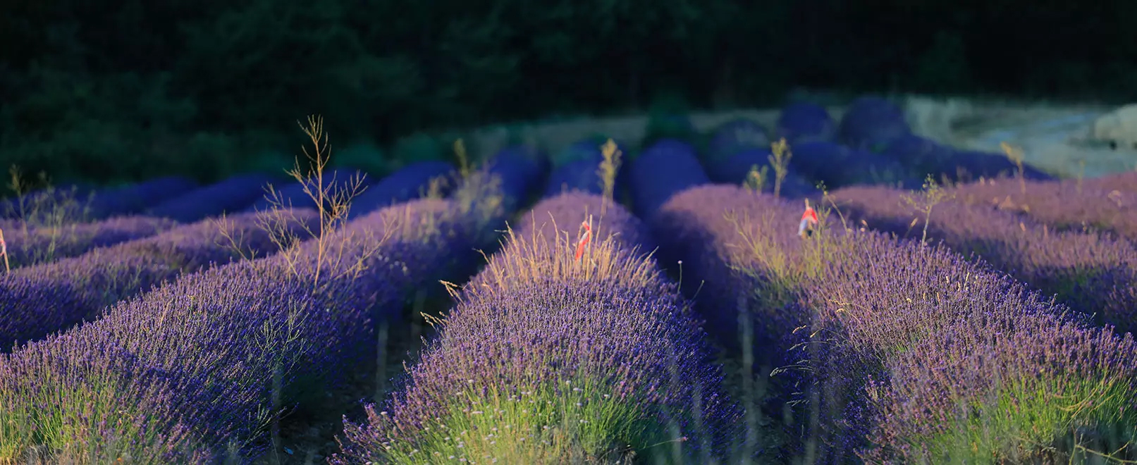 Lavender field © Hocquel