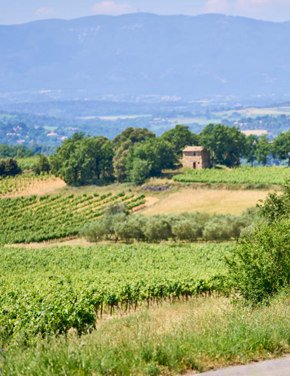 Ansouis vineyards