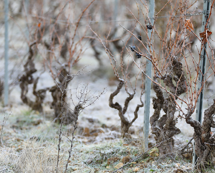 Winter landscapes in the Vaucluse