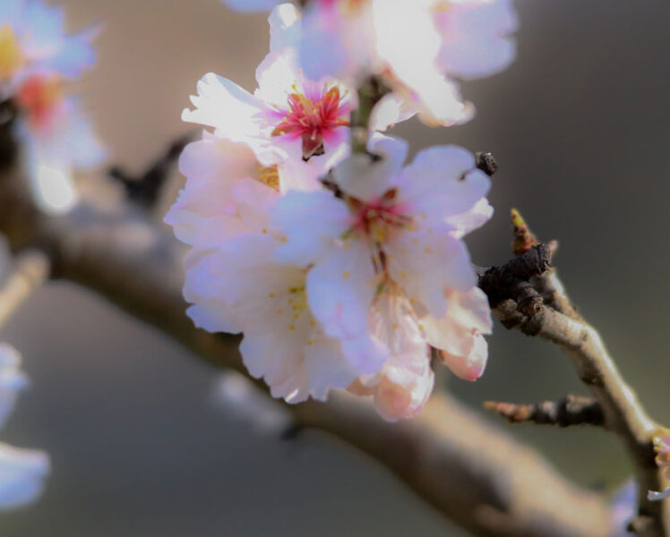 Almond trees-vaucluse